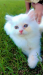 Persian cat